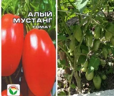Томат алый отзывы