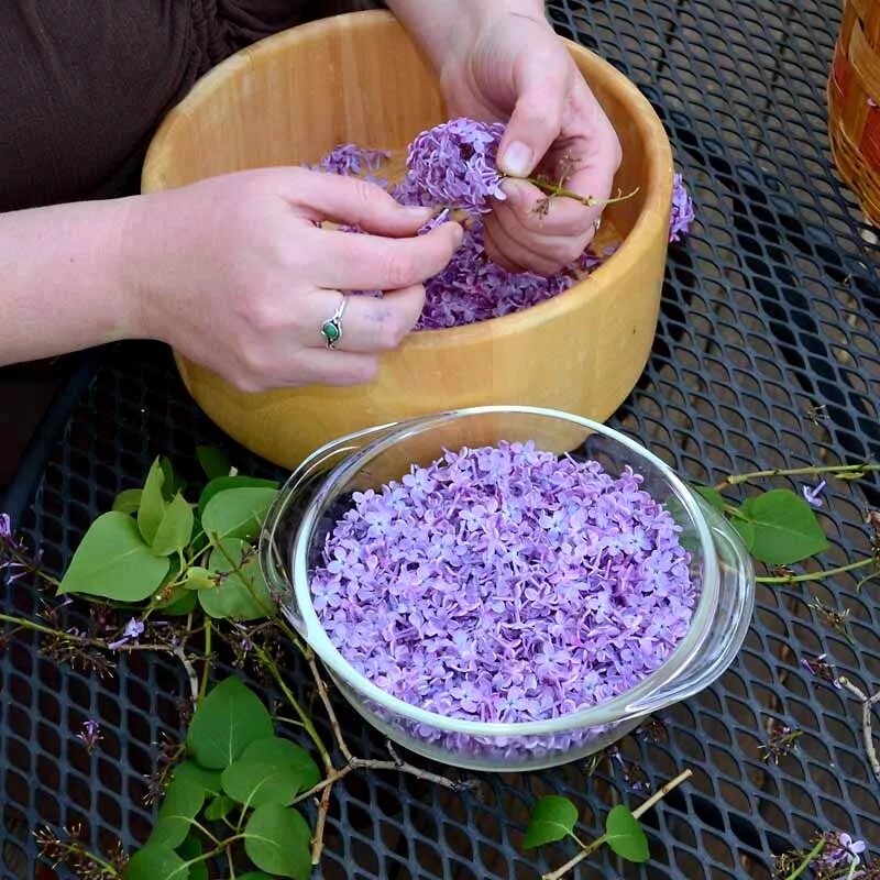Для чего можно использовать растения. Сирень в народной медицине. Фиолетовые цветы. Сушеная сирень. Сирень в фитотерапии.