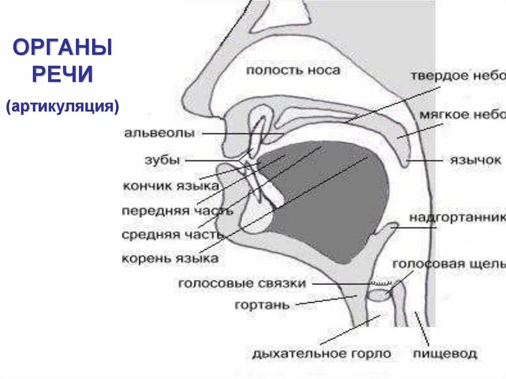 Части артикуляции. Строение речевого аппарата артикуляция. Строение артикуляционного отдела речевого аппарата. Строение и функции артикуляционного отдела речевого аппарата. Речевой аппарат активные и пассивные органы речи.