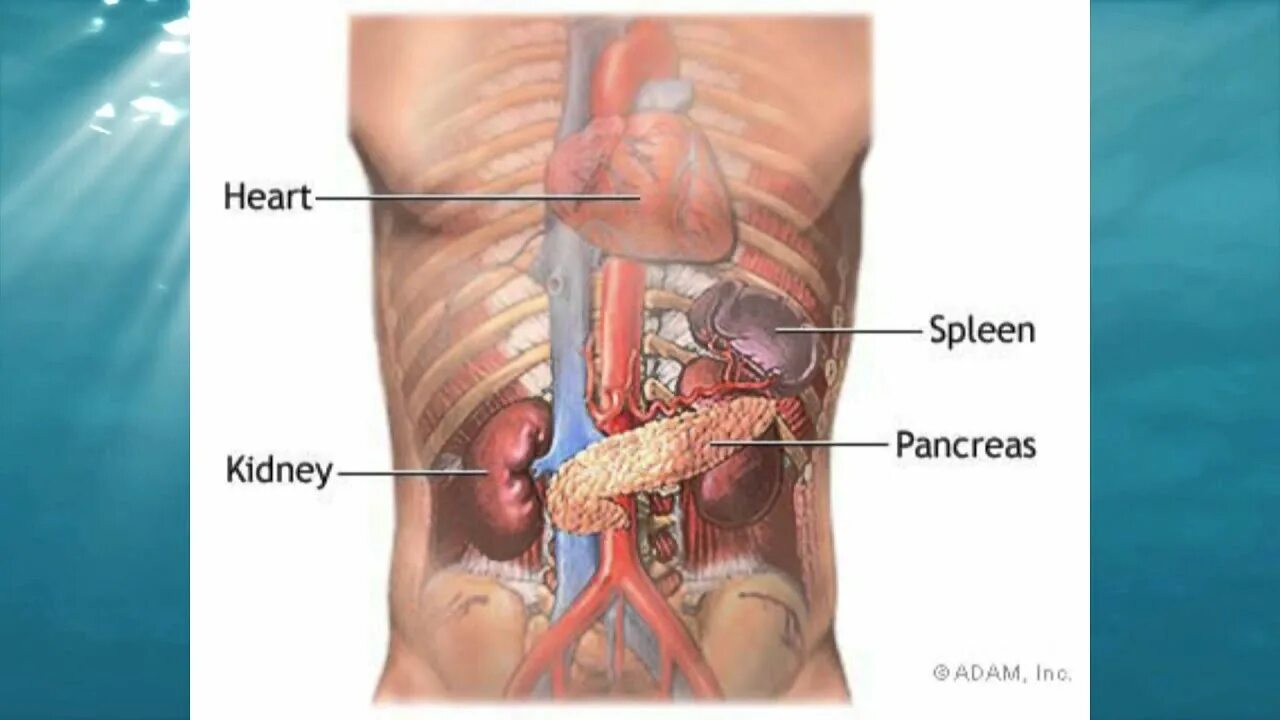 Ниже селезенки. Анатомия человека селезенка расположение. Поджелудочная железа расположение. Почки у человека расположение. Почка и селезенка расположение.