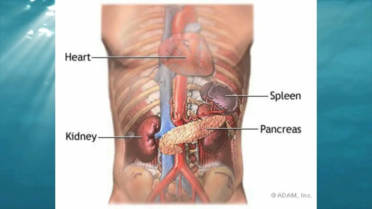 Анатомия человека селезенка расположение. Поджелудочная железа расположение. Почки у человека расположение. Почка и селезенка расположение.