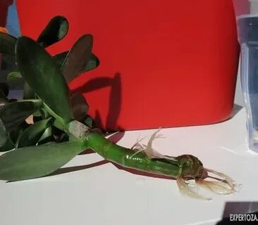 Денежное дерево корень в воде