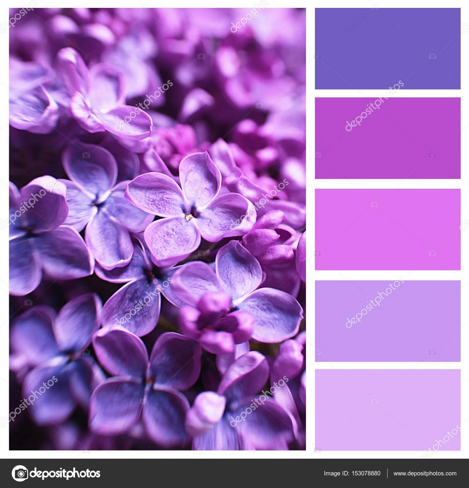 Как выглядит цвет сирени Цветовая палитра № 3908 IN COLOR BALANCE Color palette pink, Color palette brigh
