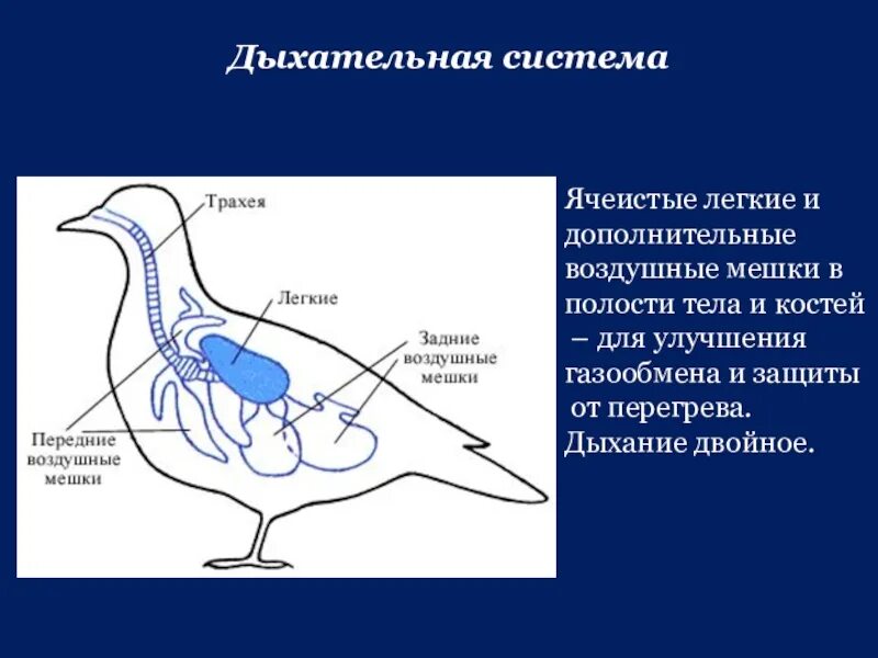 Какую функцию выполняют воздушные мешки. Воздушные мешки у птиц. Дыхательная система птиц. Строение дыхательной системы птиц. Передние воздушные мешки.