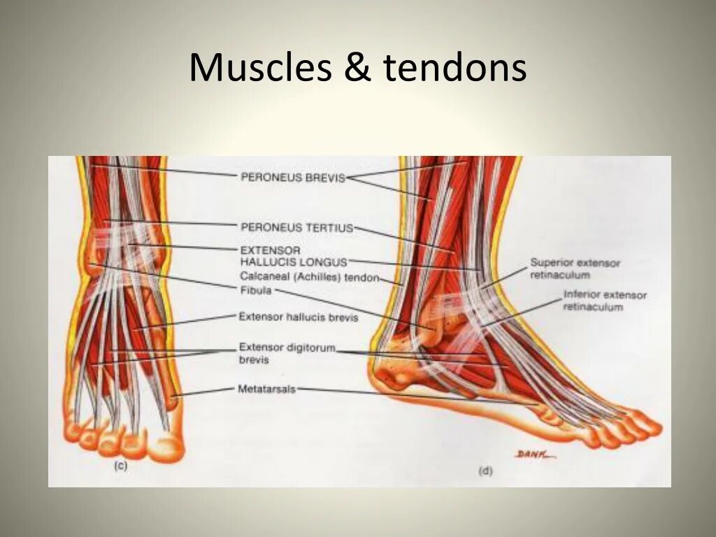 Латеральная лодыжка анатомия. Сухожилия голеностопного сустава анатомия. Сухожилия медиальной лодыжки. M extensor Hallucis Brevis. Мышцы щиколотки