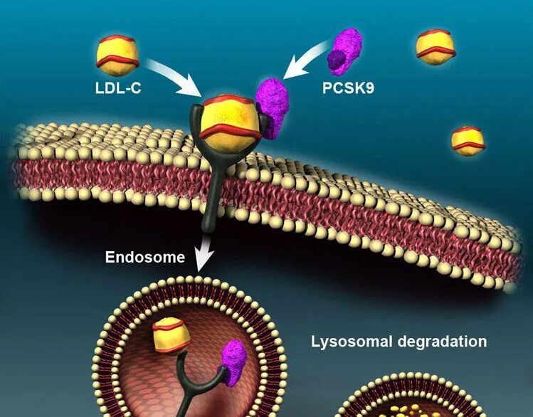 Ингибиторы pcsk9 механизм действия. Блокаторы pcsk9. Фермент pcsk9. Ингибиторы белка pcsk9. Ингибиторы pcsk9