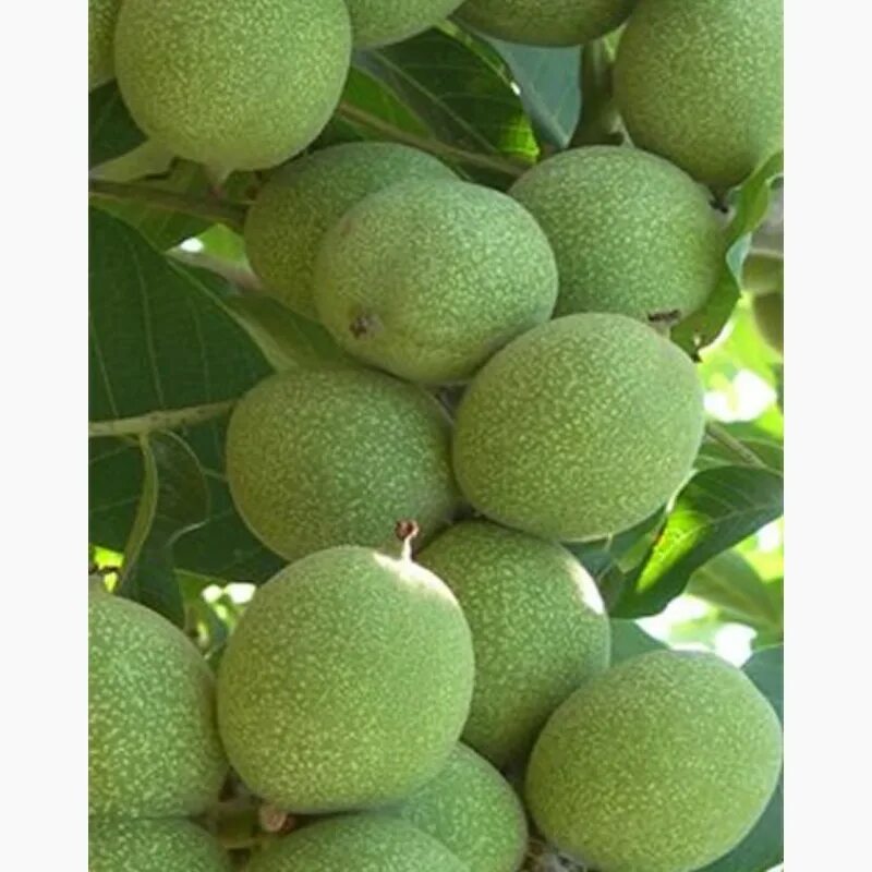 Грецкий орех сорт идеал. Грецкий орех сорт кочерженко. Орехи сорта идеал. Орехи сорта идеал. Грецкий орех сорт идеал дерево.