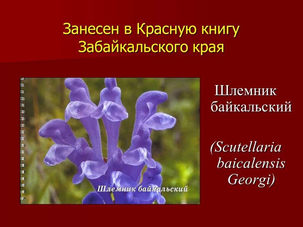 Песни занеси меня в красную книгу. Растения Забайкальского края занесенные в красную книгу. Животные и растения Забайкалья занесенные в красную книгу. Цветы Забайкальского края занесенные в красную книгу. Животные и растения Забайкальского края занесенные в красную книгу.