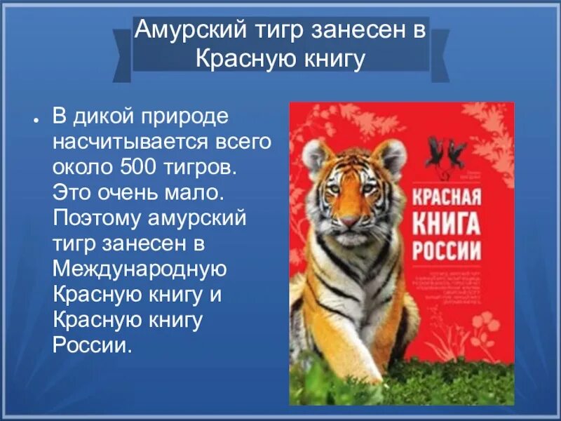 Красная книга краткий рассказ. Амурский тигр красная книга краткое описание. Рассказ про Амурского тигра. Животные занесенные в международную красную книгу Амурский тигр. Лигр заносен в красную книгу.