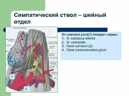 Узлы грудного отдела