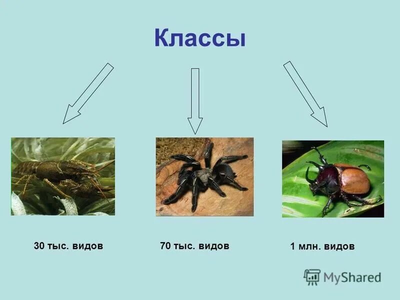 Представители класса жуков