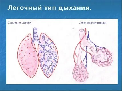 Прямое легочное дыхание