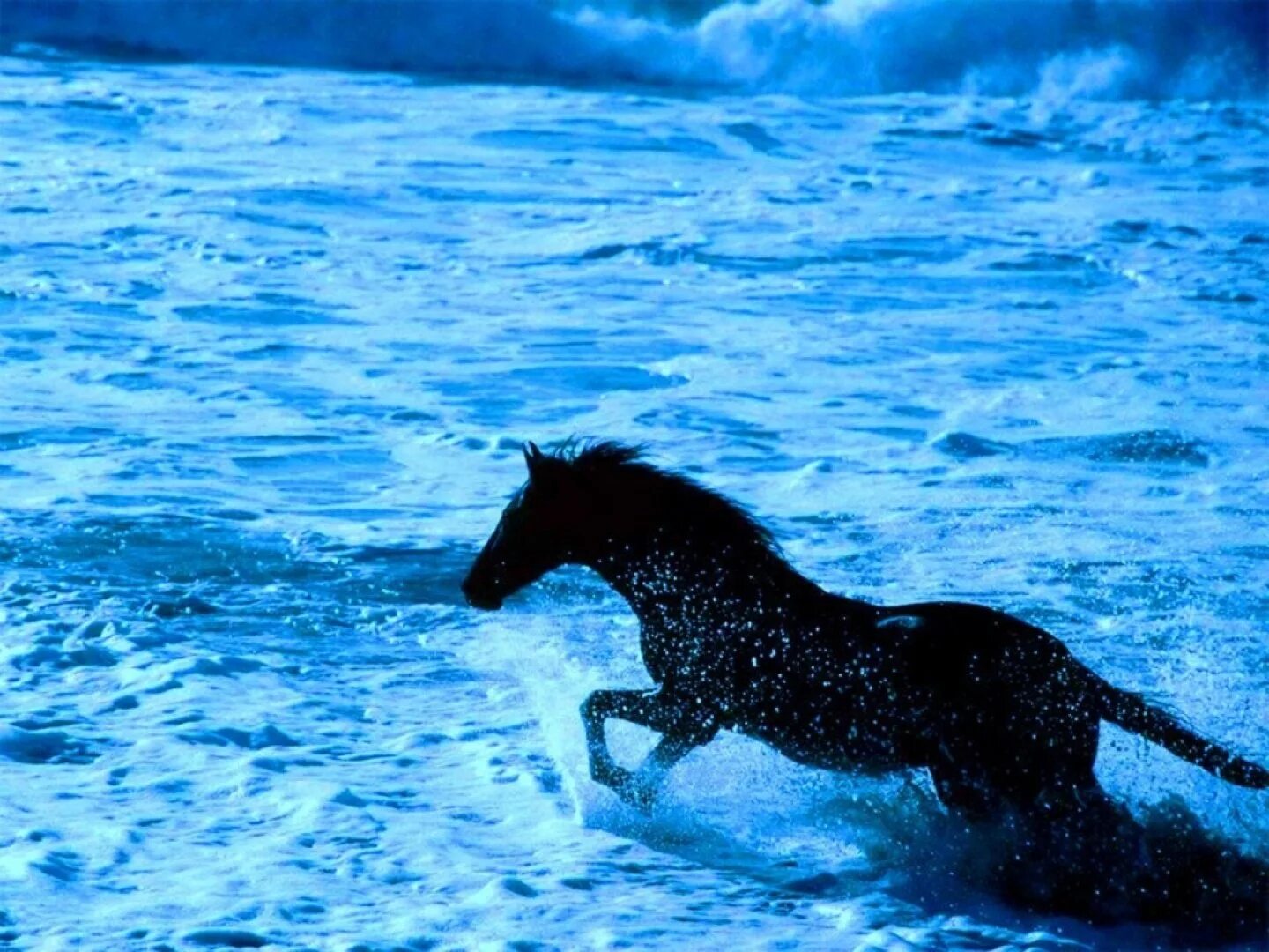 Лошади в океане (1989). Лошадь бежит. Черный конь. Лошадь бежит по воде.