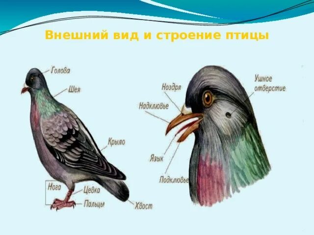 Внешнее строение птиц. Внешнее строение птиц 7 класс. Строение птицы биология. Схема внешнего строения птицы.