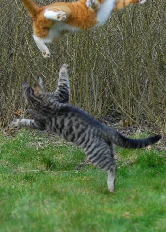 Котэ трак. Драка с котом. Коты драчуны. Драться. Котик на капоте.