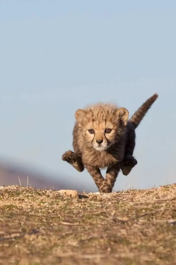 Бегун животное. Маленький гепард. Животные в движении. Животное бежит. Прикольные животные.