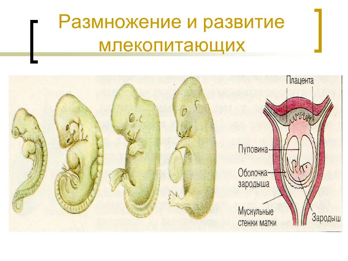 Схема размножения и развития млекопитающих. Способы размножения млекопитающих 7 класс. Размножение и развитие млекопитающих кратко. Зародыш млекопитающих.