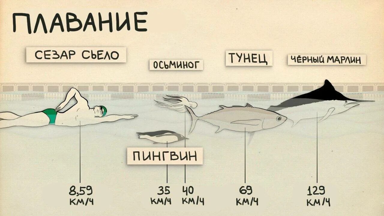 Сравнение скорости человека и животных. Скорость бега человека и животных сравнение. Скорость бега животных. Скорость человека и животных.