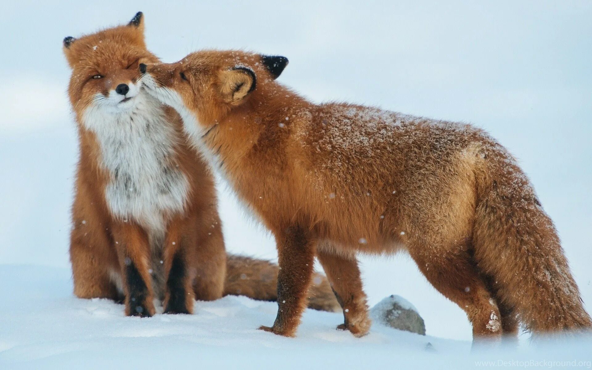 Animal coupling. Лиса. Лиса зимой. Лисы любовь. Пары животных.