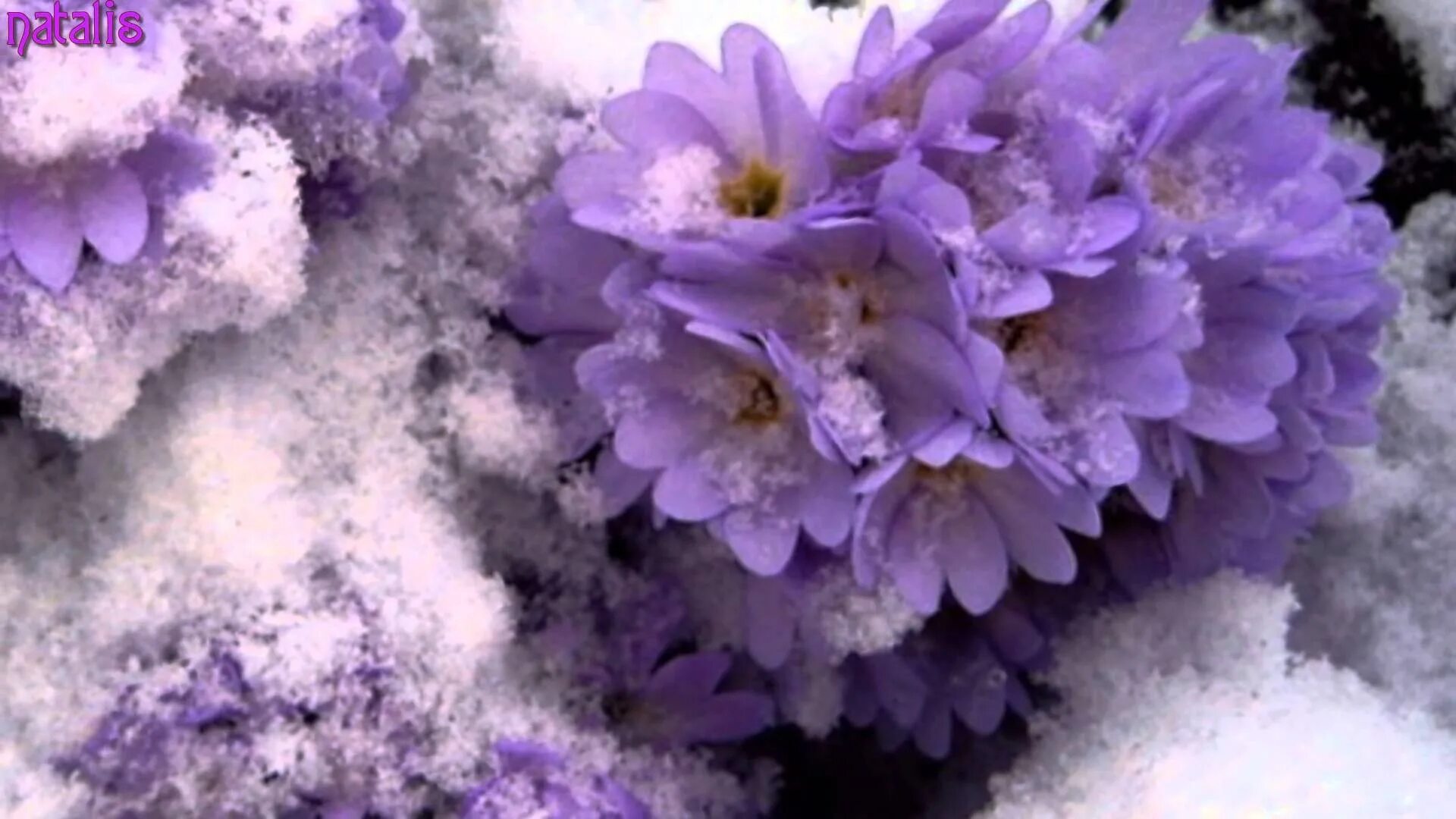 тюльпаны в снегу. цветы под снегом фильм.