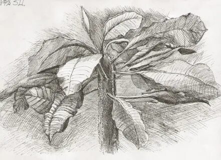 Рисунок выполненный карандашом