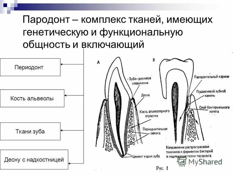 Рокс периодонт