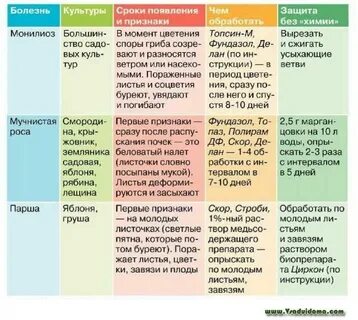 Обработка деревьев весной пропорции