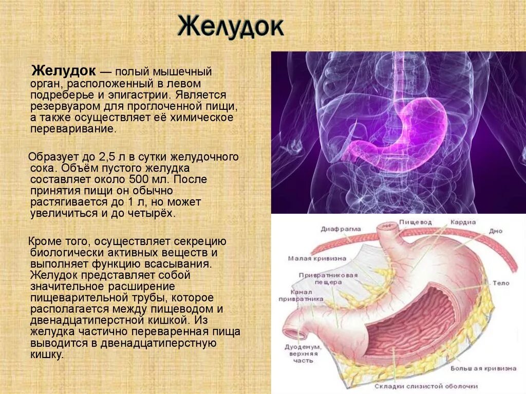 Строение желудка человека. Краткое строение желудка.