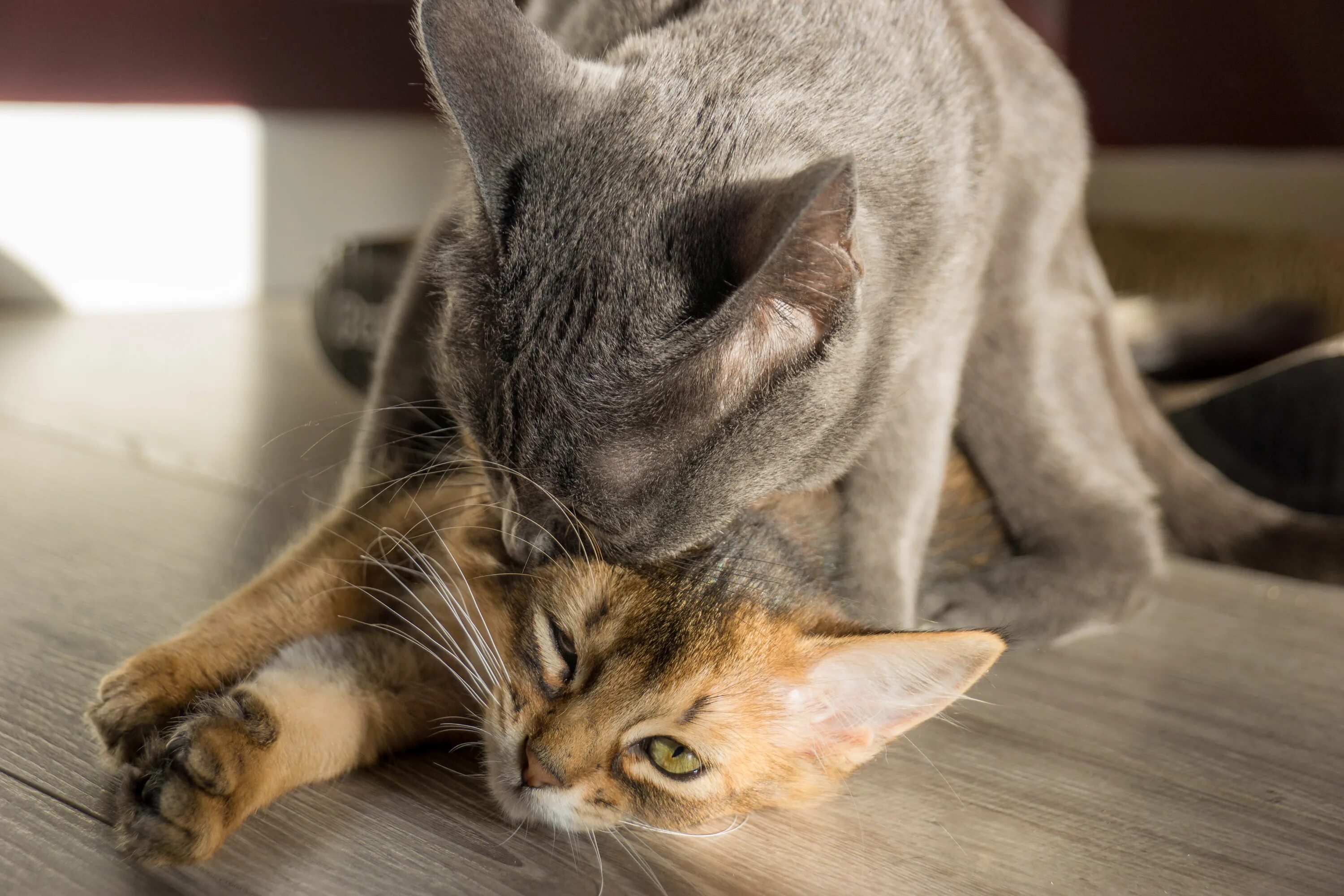 Cat doesn t. Кошка самка. Фото как растет кошка. Cats are known for their Floor cleanliness.