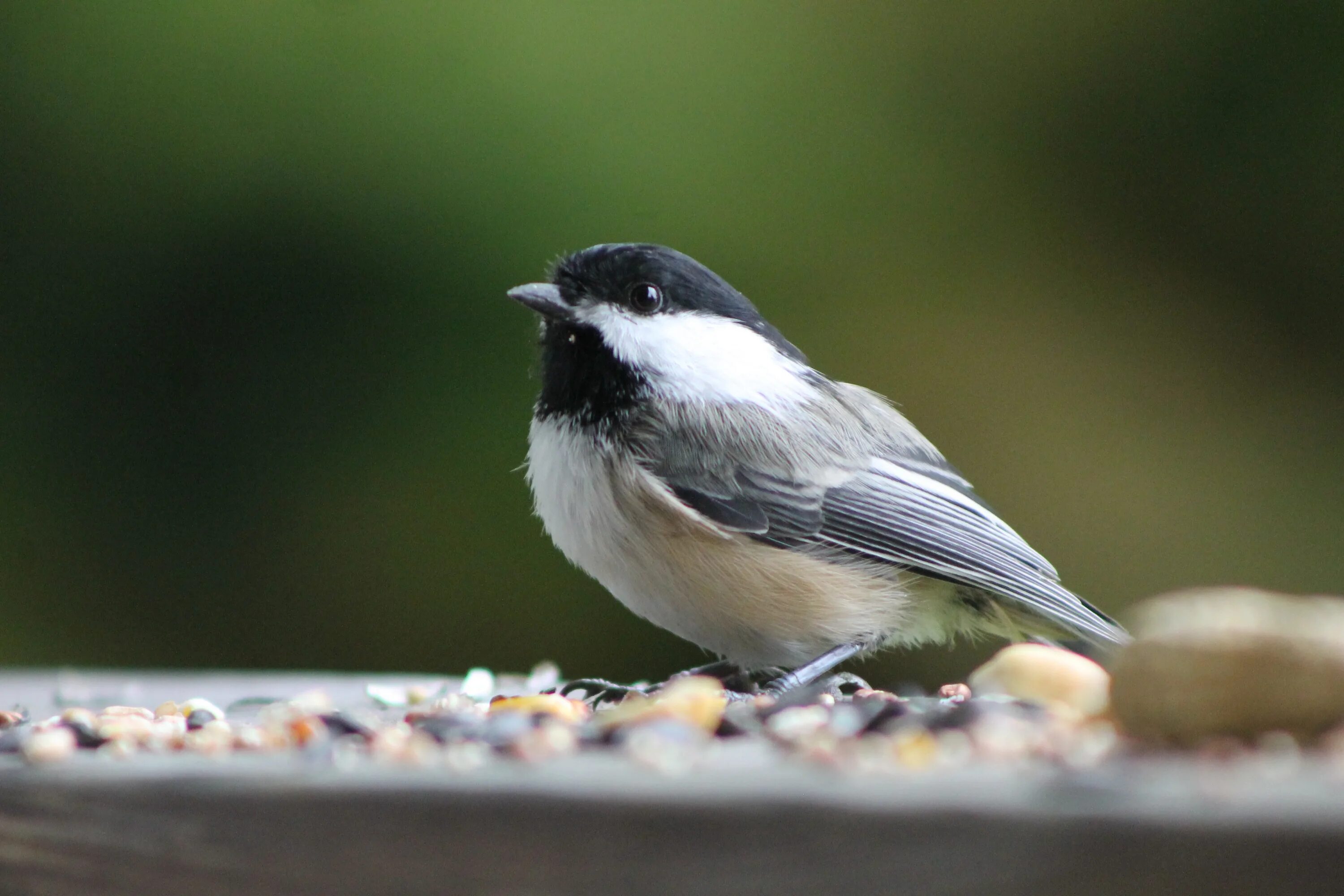 Синица гаичка фото. Chickadee птица. Белоголовая синица. Серая синица.