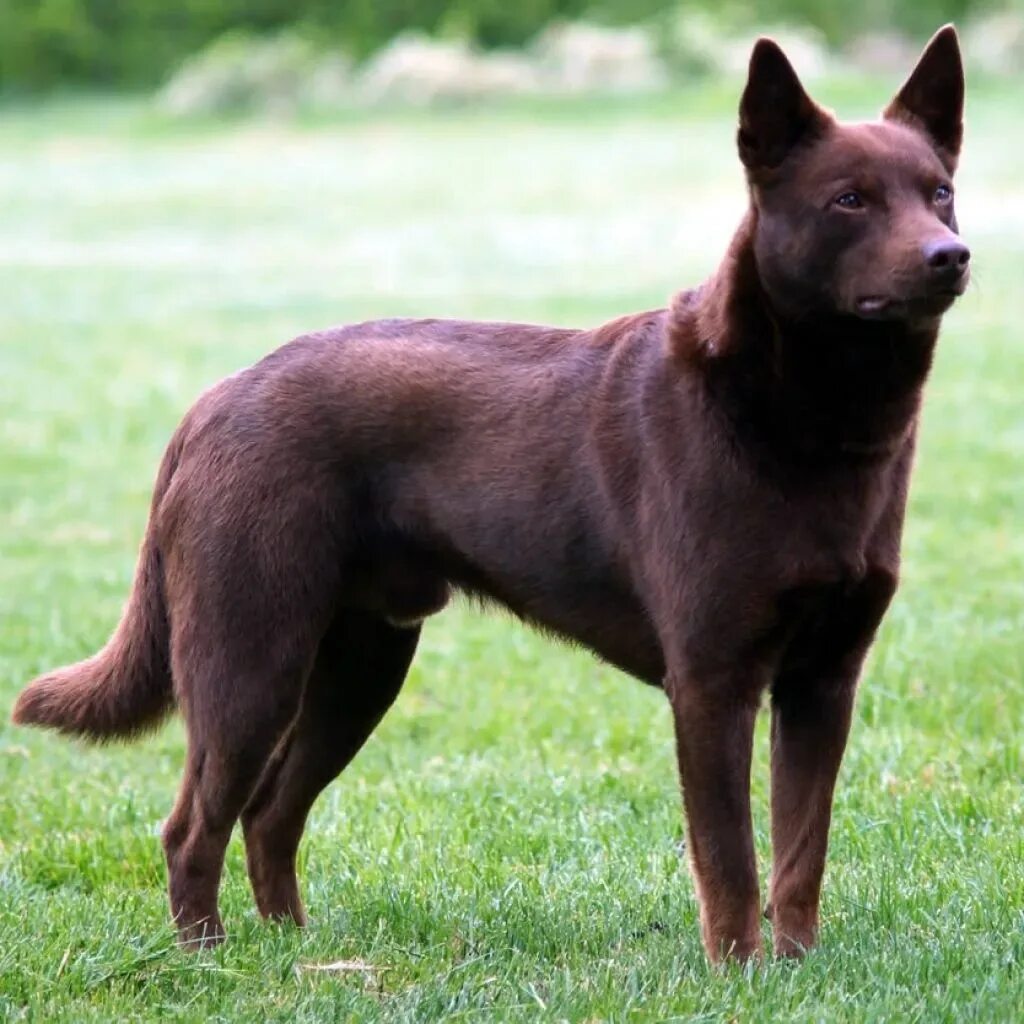 Kelpie Images - Browse 60 Stock Photos, Vectors, and Video Adobe Stock