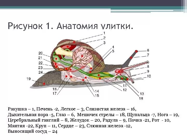 Внешнее и внутреннее строение виноградной улитки. Внутреннее строение виноградной улитки. Строкние улитки ахатин. Анатомическое строение виноградной улитки.