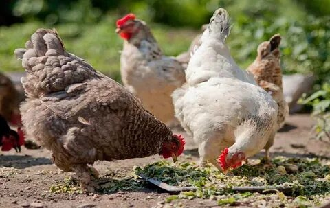 Chicken feed