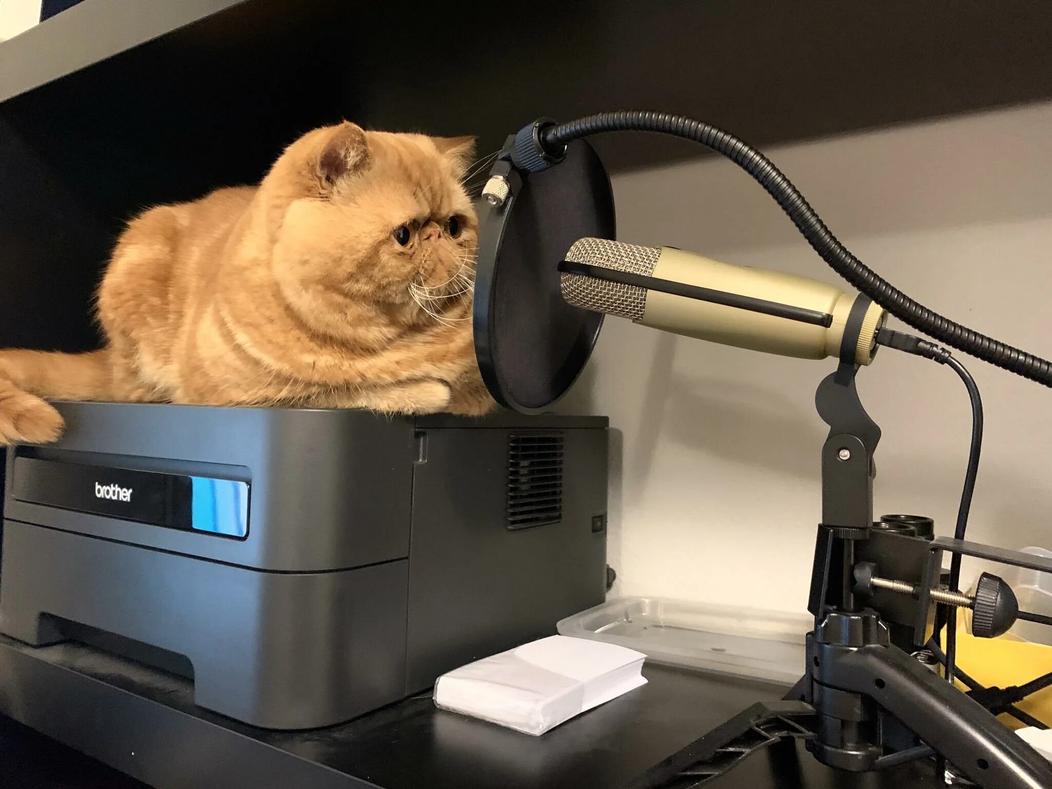 Cats не работает. Кот с микрофоном. кошка работает. кот за работой. котик на работе.