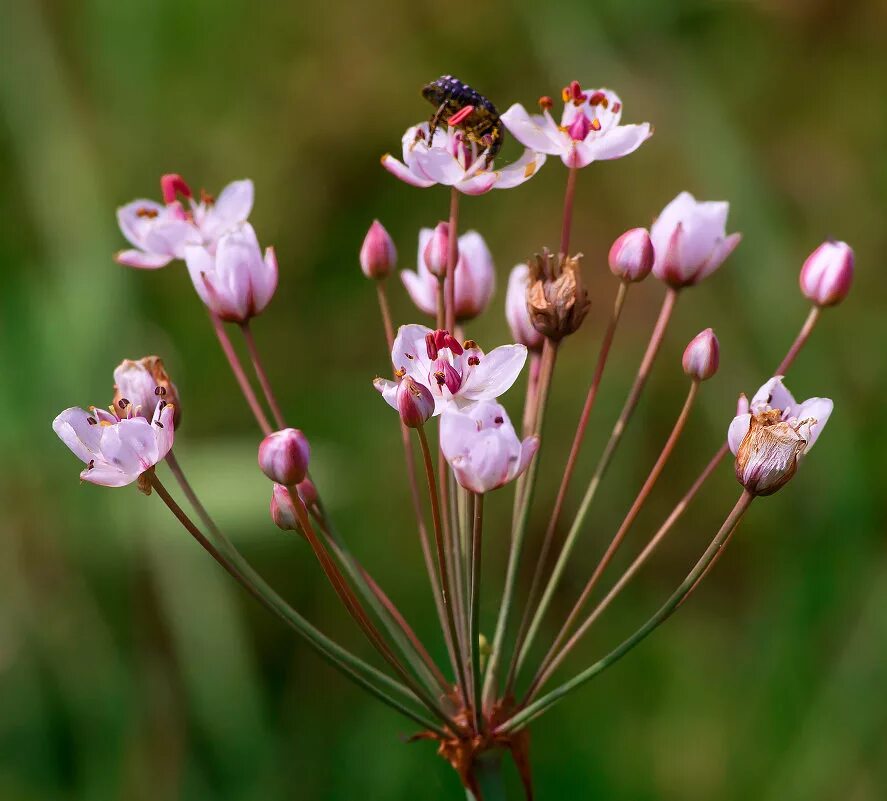 Сусак. Сусак болотный. Сусак зонтичный. Сусак зонтичный. Сусак зонтичный цветок.