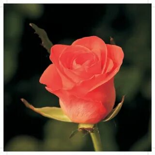 Wow rose