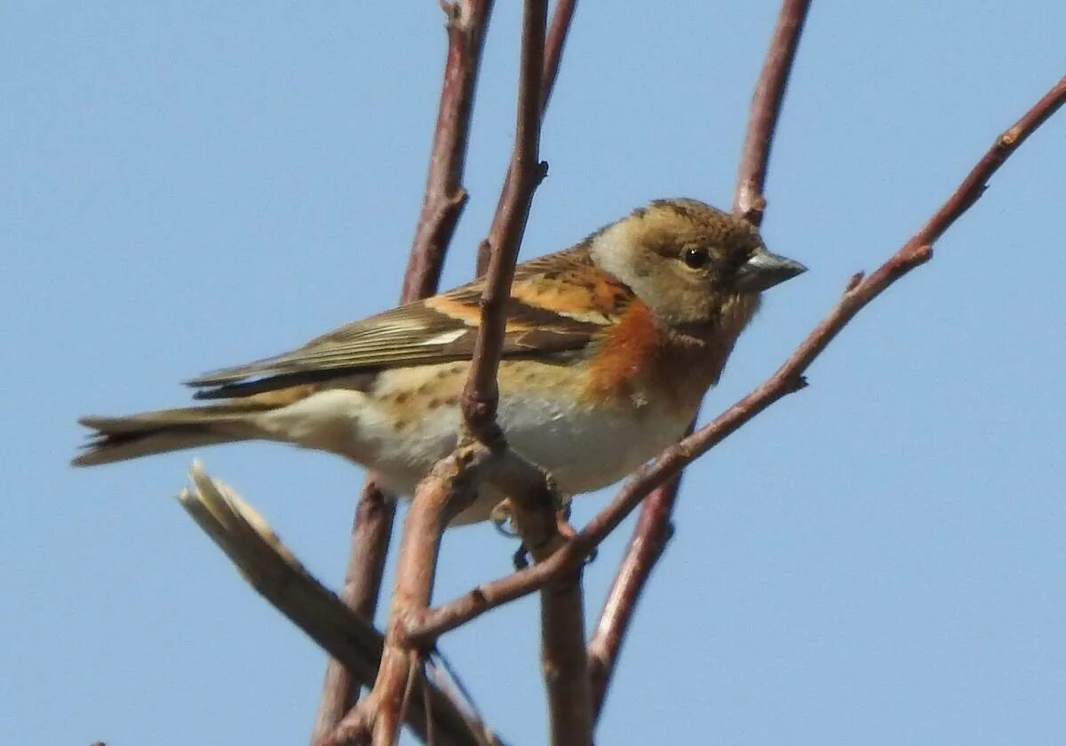 Long-tailed Rosefinch (Uragus sibiricus). Birds of Siberia.