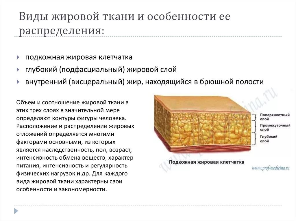 Жировая ткань Тип ткани. Структурные элементы жировой ткани. Жировая ткань расположение в организме.