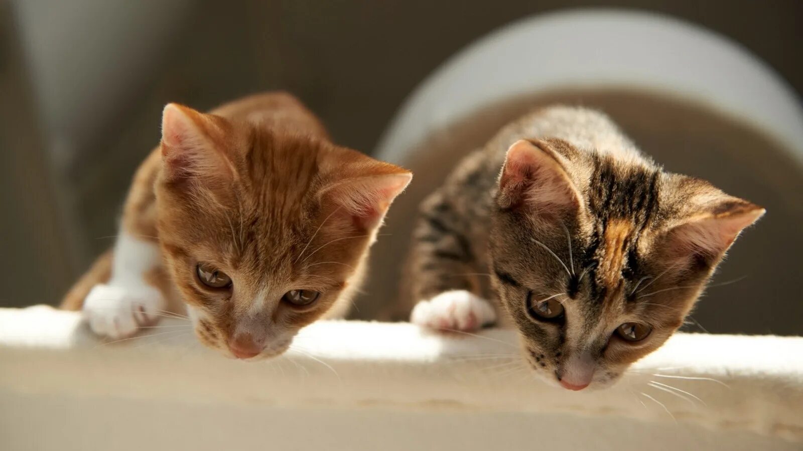 Кот смотрит вниз. Дом для котят. котенок сверху. котик сверху вниз. котенок смотрит вниз.