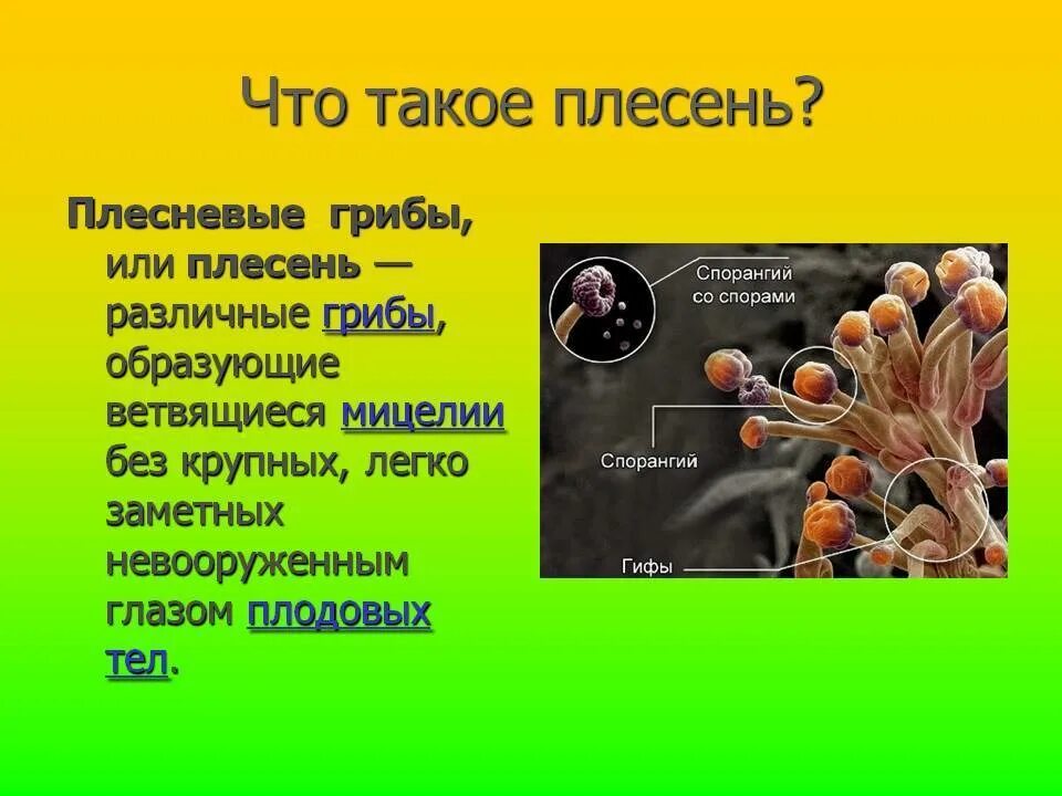 Плесневые грибы. Плесень презентация. Плесневые грибы ядовитые. Сообщение о плесени. Плесень 2 класс