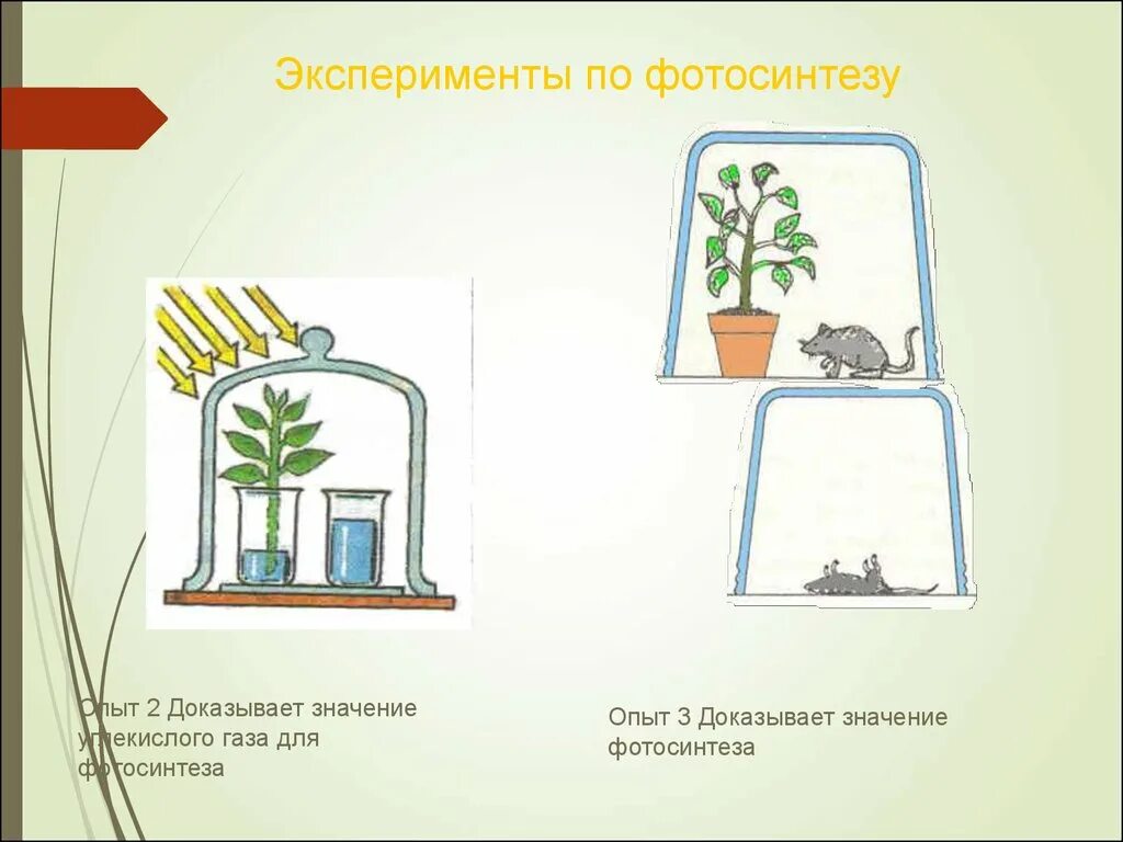 Опыт изображенный на рисунке служит доказательством фотосинтез. Опыт доказывающий необходимость света для фотосинтеза. Опыты с растениями 6 класс биология фотосинтез. Опыты по теме фотосинтез 6 класс. Опыты по фотосинтезу у растений.