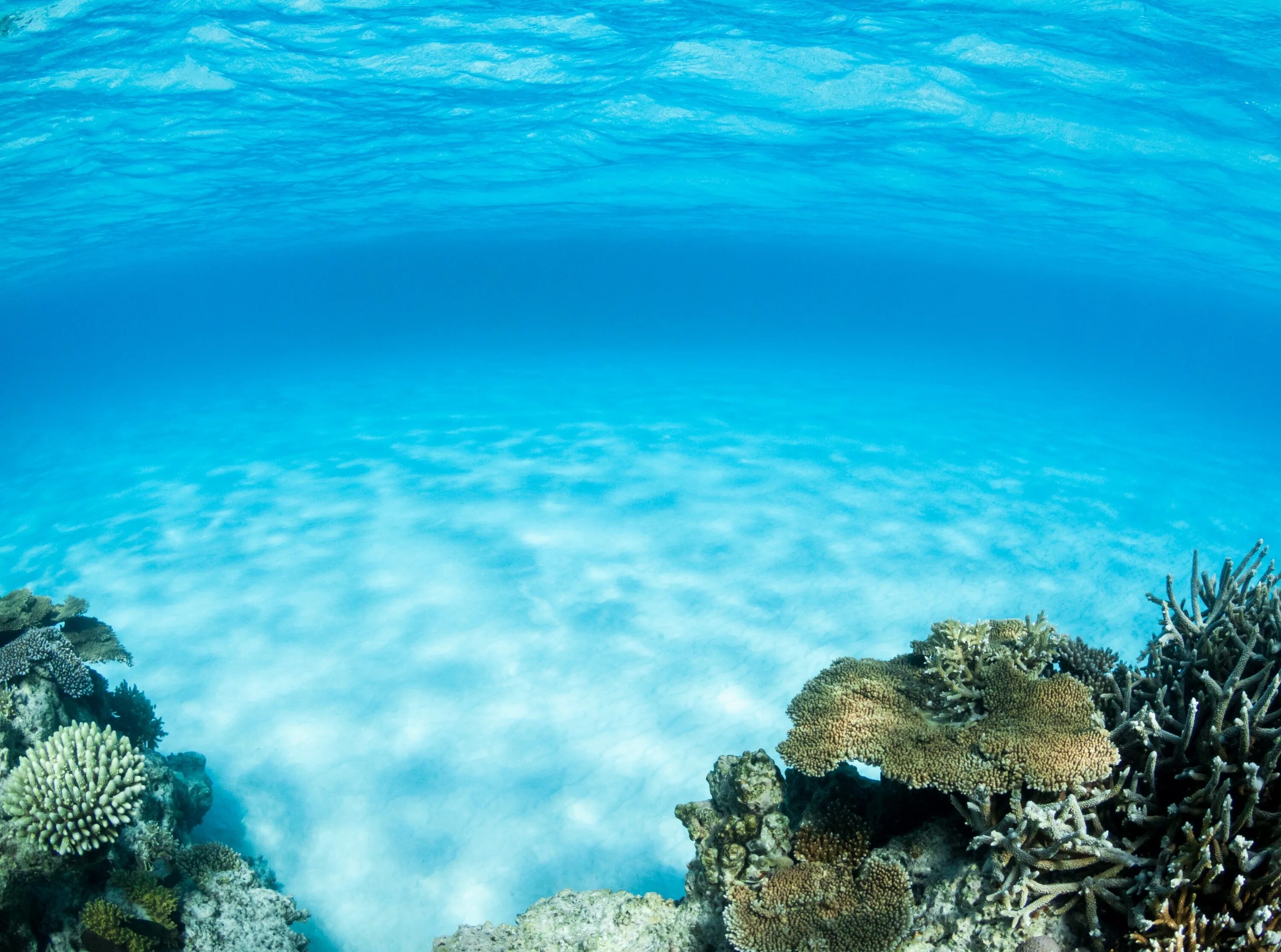 Coral life. Морское дно. Дно океана. Океан под водой. Море глубина.