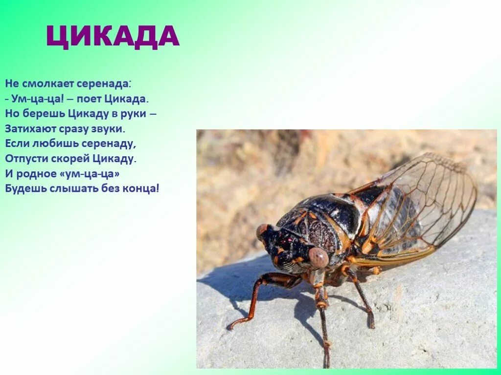 Русский язык 5 класс упражнение 475. Цикада лексическое значение. Русский язык 5 класс ладыженская баранов тростенцова. Лексическое значение слова цикада жокей брошюра. Цикада лексическое значение.