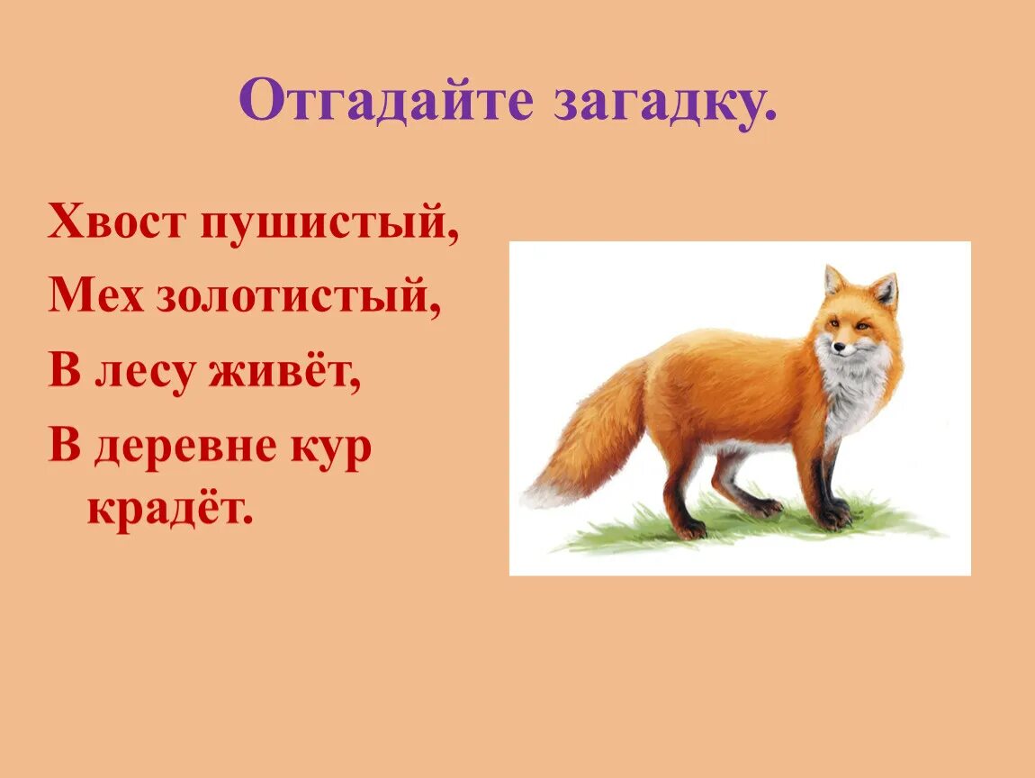 Хвост лисицы текст. Хвост пушистый мех золотистый в лесу. Загадка хвост пушистый мех золотистый в лесу живёт. Загадка о лисе. Детские загадки про лису.