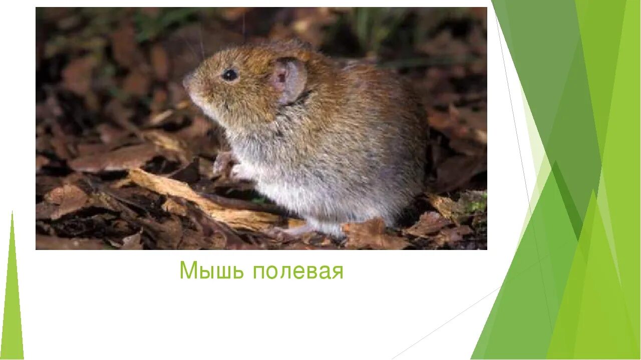 Полевка сообщение 4 класс окружающий мир. Мышь полёвка среда обитания. мышь полевка презентация. презентация про мышь полевую. мышь полёвка описание.