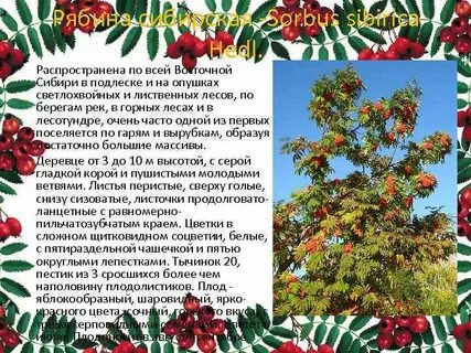 Описание рябины