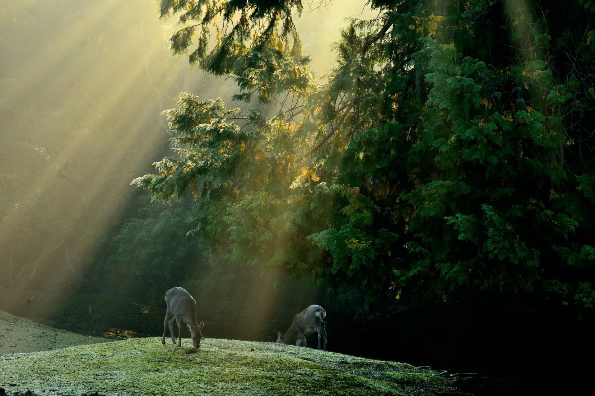 Звери под солнцем. Лес с животными. Утро в лесу. Красивая природа с животными. Животные в тумане.