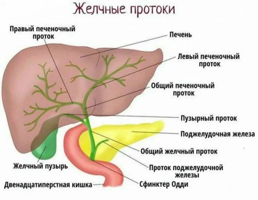 Анатомия печень желчный пузырь протоки. Общий печеночный проток анатомия. Печеночный проток пузырный проток. Анатомия печени и желчного пузыря желчных протоков. Повышен железа печень