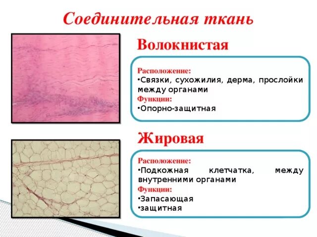 4 types of human tissue Tissue types, Loose connective tissue, Tissue biology