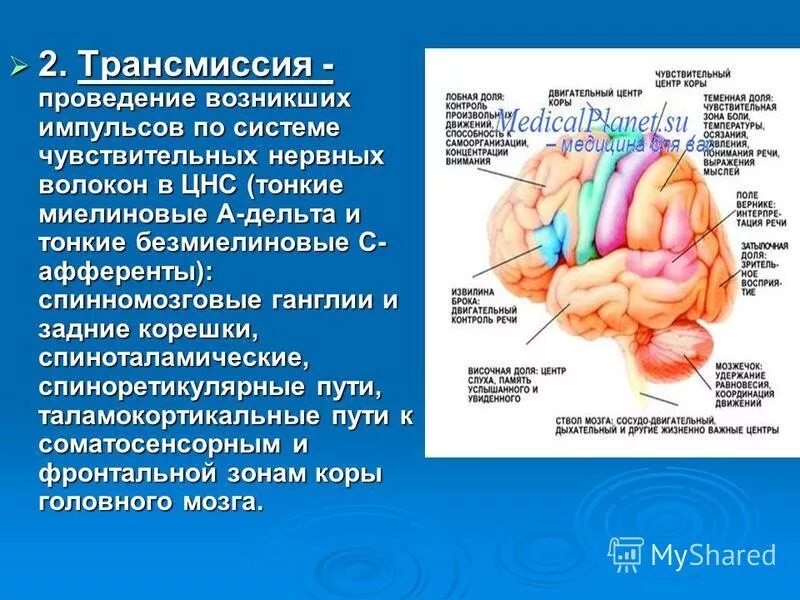 Строение ядер ствола головного мозга. Двигательные центры цнс. Двигательные центры цнс. Рефлекс шагания физиология. Примеры рефлекторной дуги.